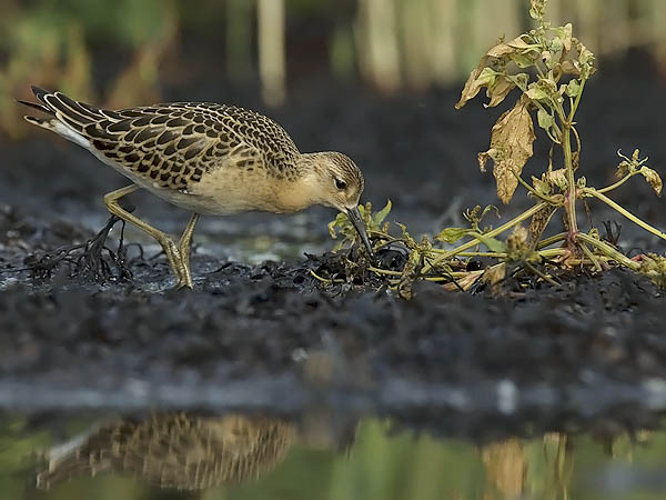Suokukko, Ruff, Calidris pugnax